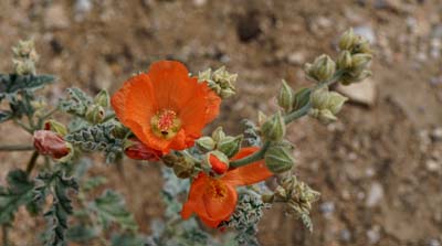 18sphaeralcea_ambigua01844w