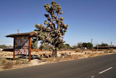 19yucca_brevifolia05962w