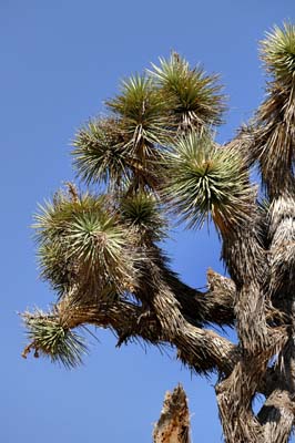 20yucca_brevifolia1030347w