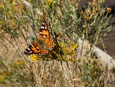 21fritillary05934w