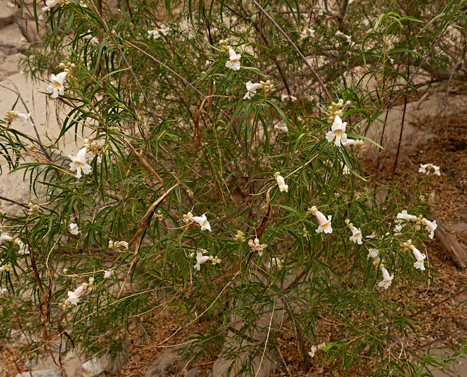 05chilopsis_linearis1300566w