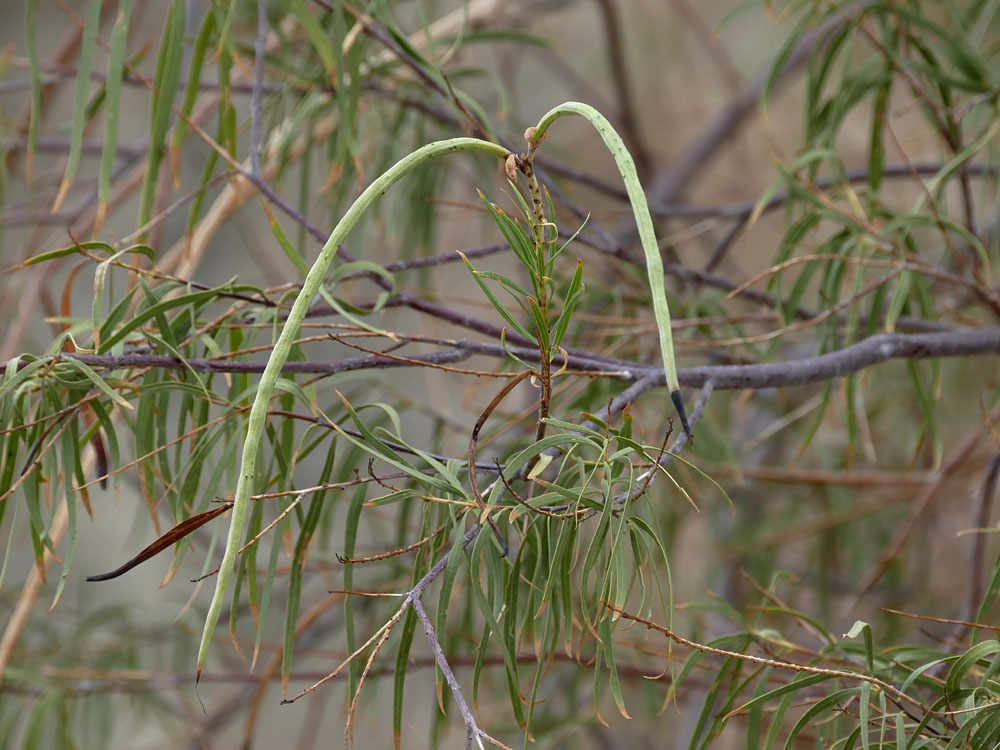 05chilopsis_linearis1300566w