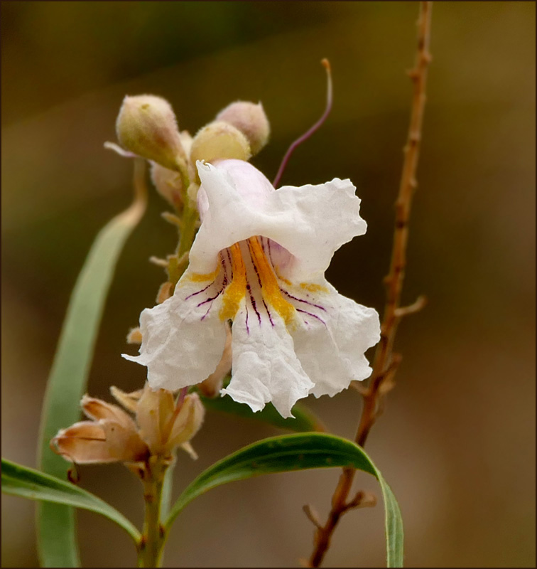 05chilopsis_linearis1300566w