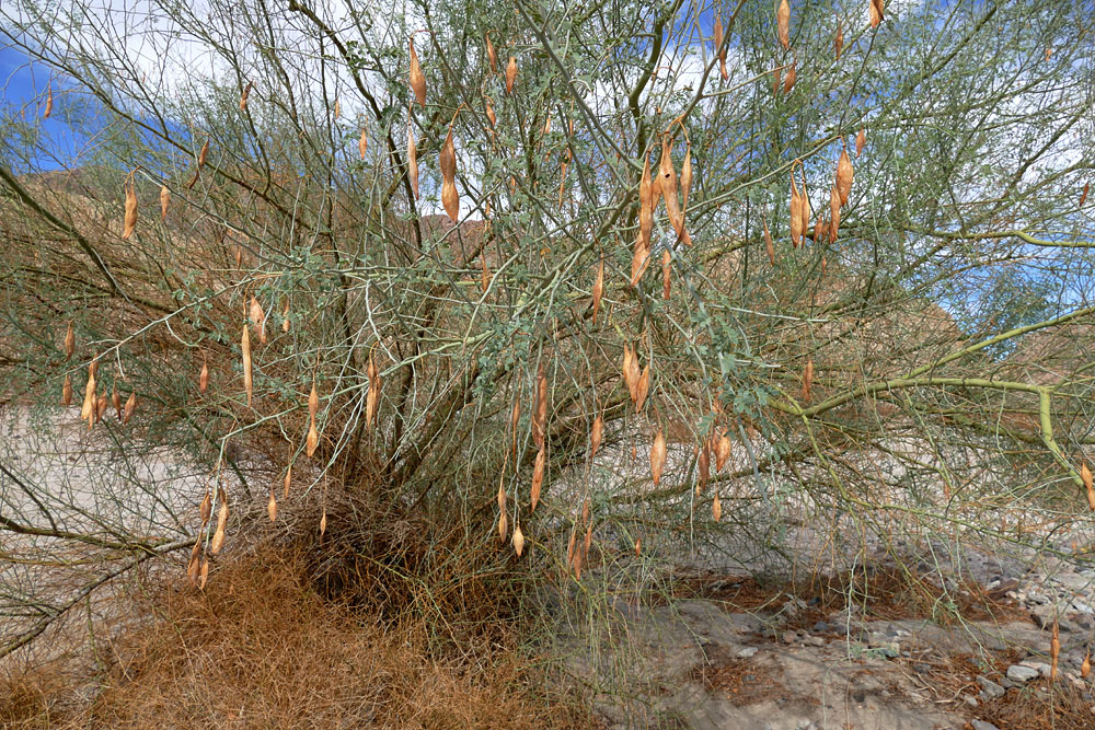 19parkinsonia_florida1300616w