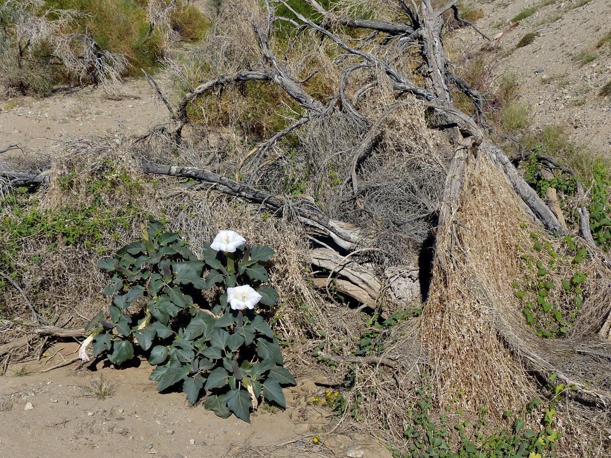 04datura_meteloides1090465w