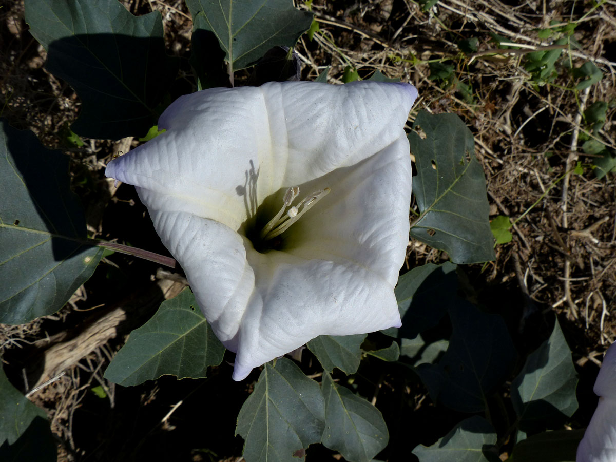 04datura_meteloides1090465w