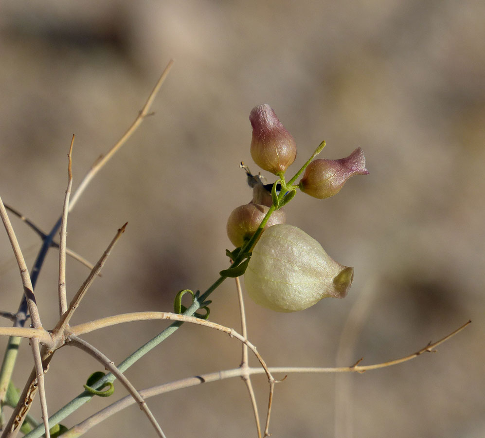 07scutellaria_mexicana1090336w