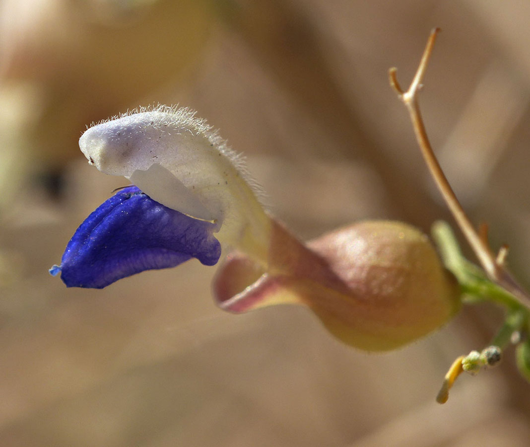 07scutellaria_mexicana1090336w