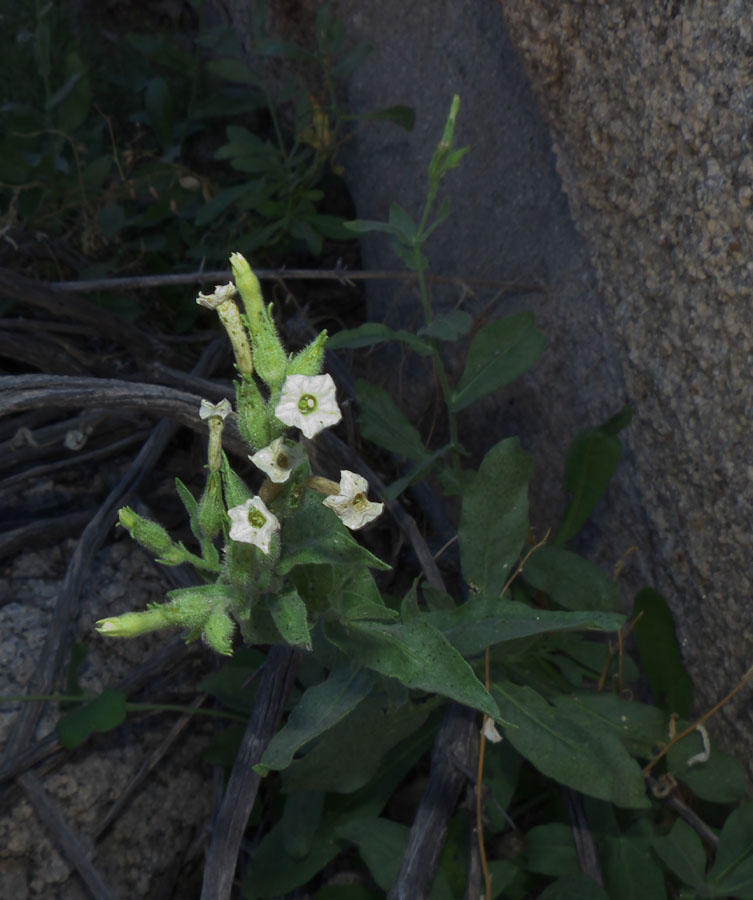 08nicotiana_obtusifolia1090196bw