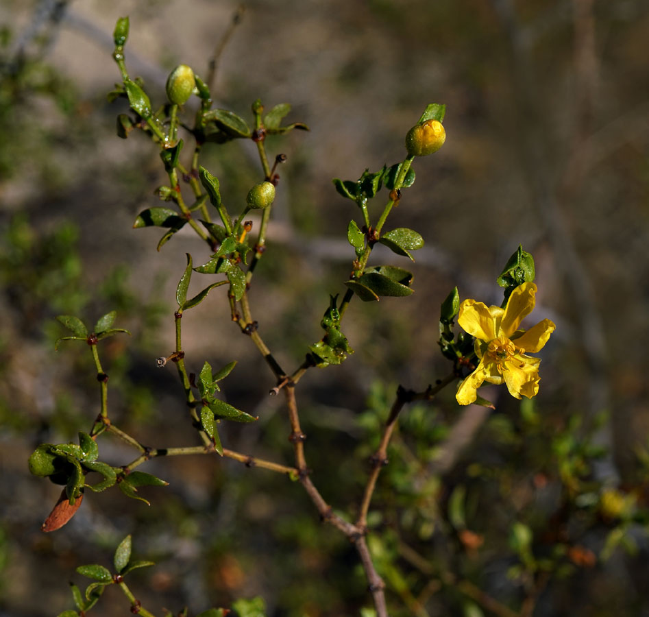 10larrea_tridentata08386aw