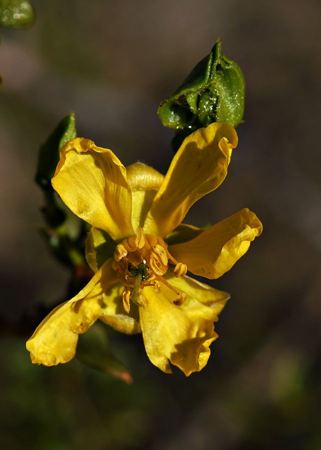 10larrea_tridentata08386aw