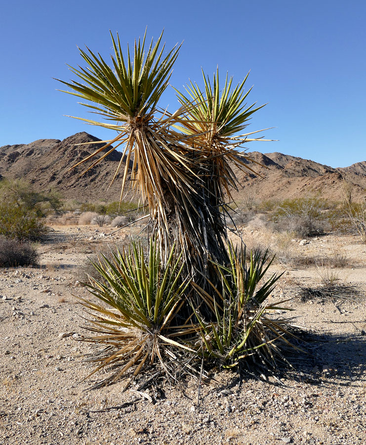 12yucca_schidigera1090717w