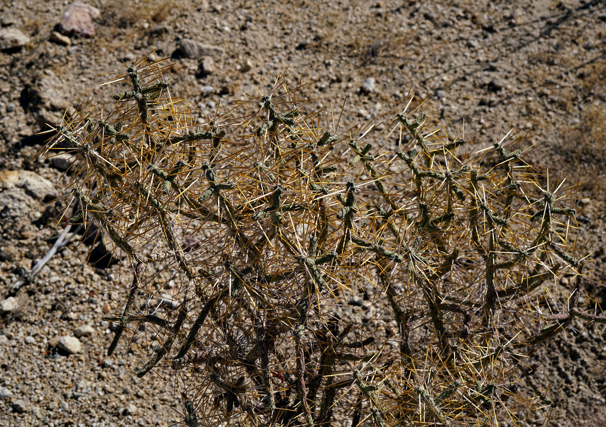 13cylindropuntia_ramosissima08470aw