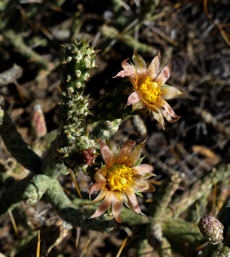 13cylindropuntia_ramosissima08470aw