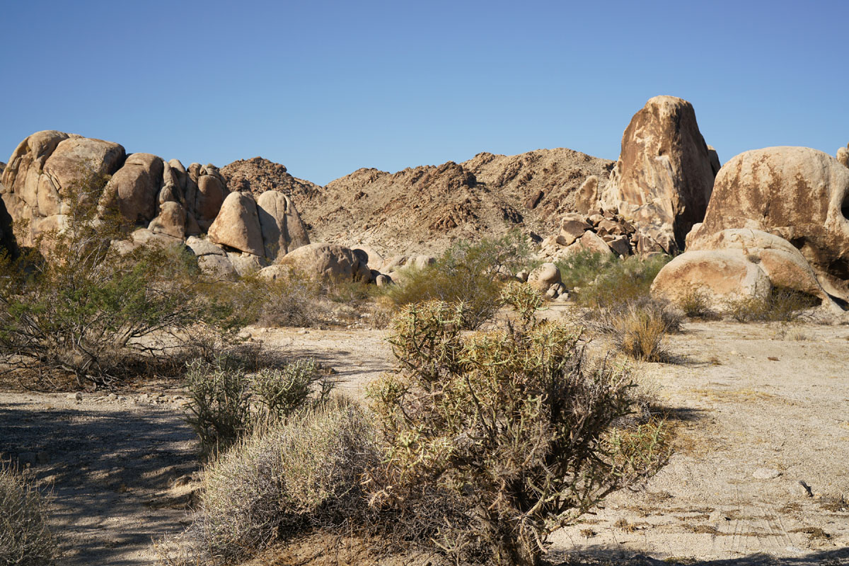 13cylindropuntia_ramosissima08470aw