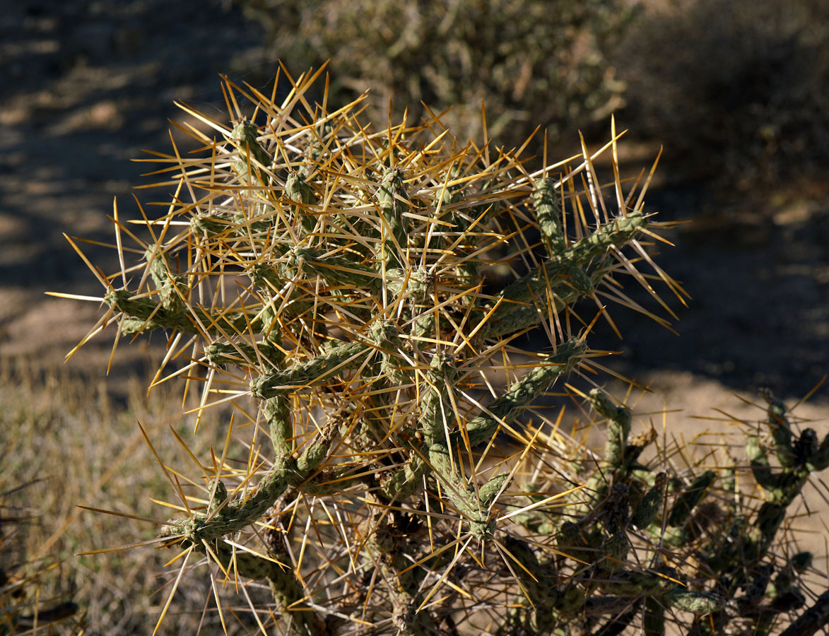 14cylindropuntia_ramosissima1090138aw