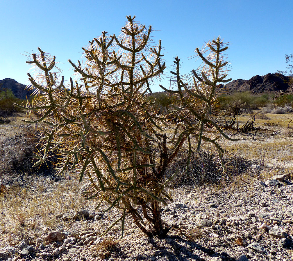 14cylindropuntia_ramosissima1090138aw