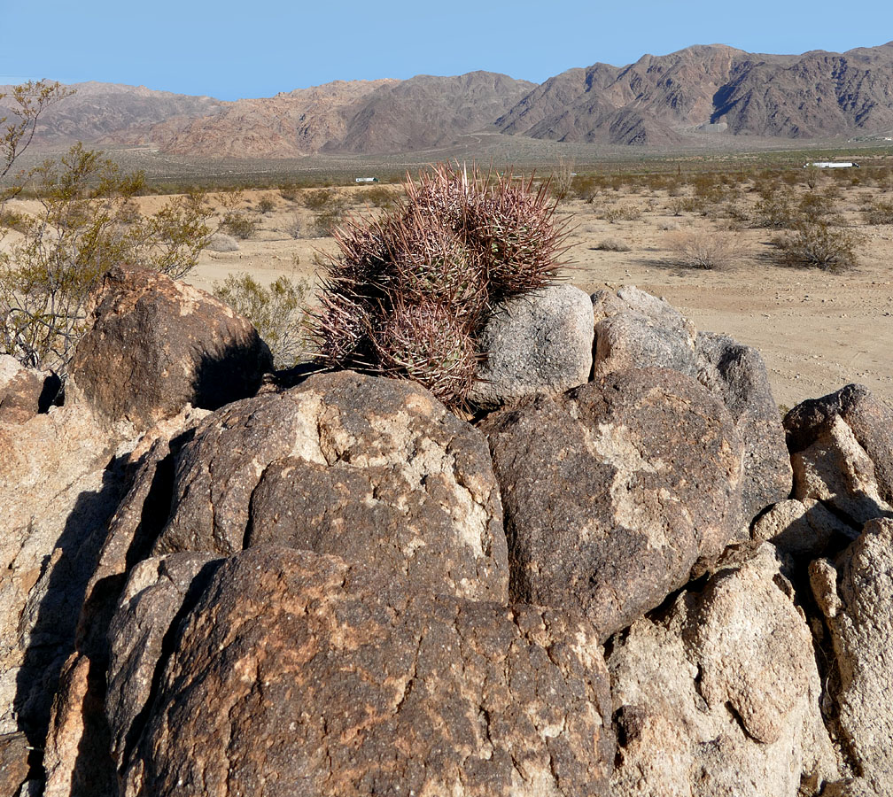 15echinocereus_sp1090710aw