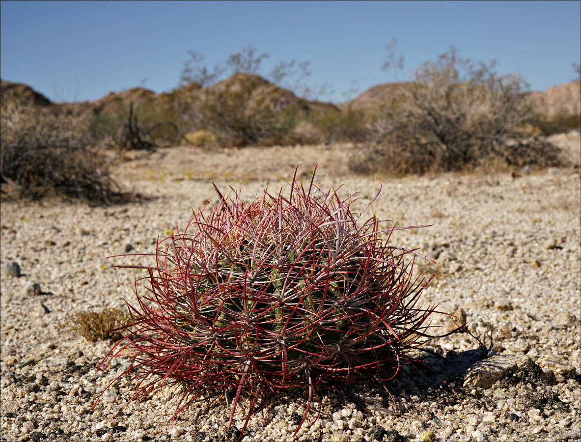 16ferocactus_cylindraceus08847w