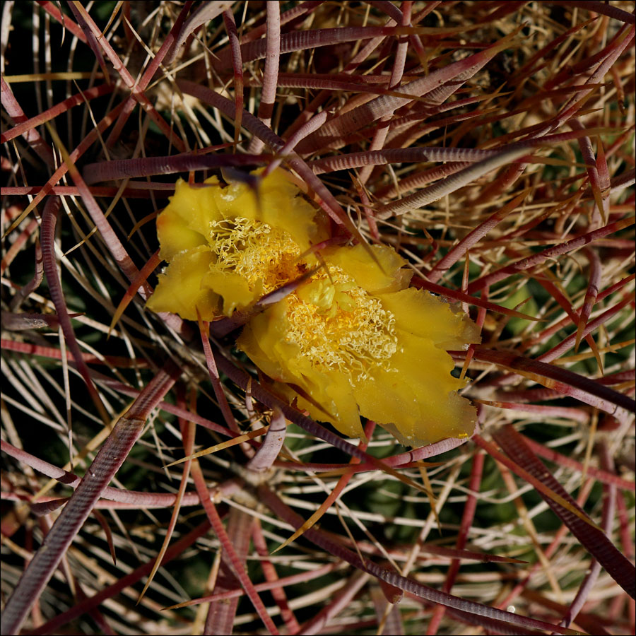 16ferocactus_cylindraceus08847w