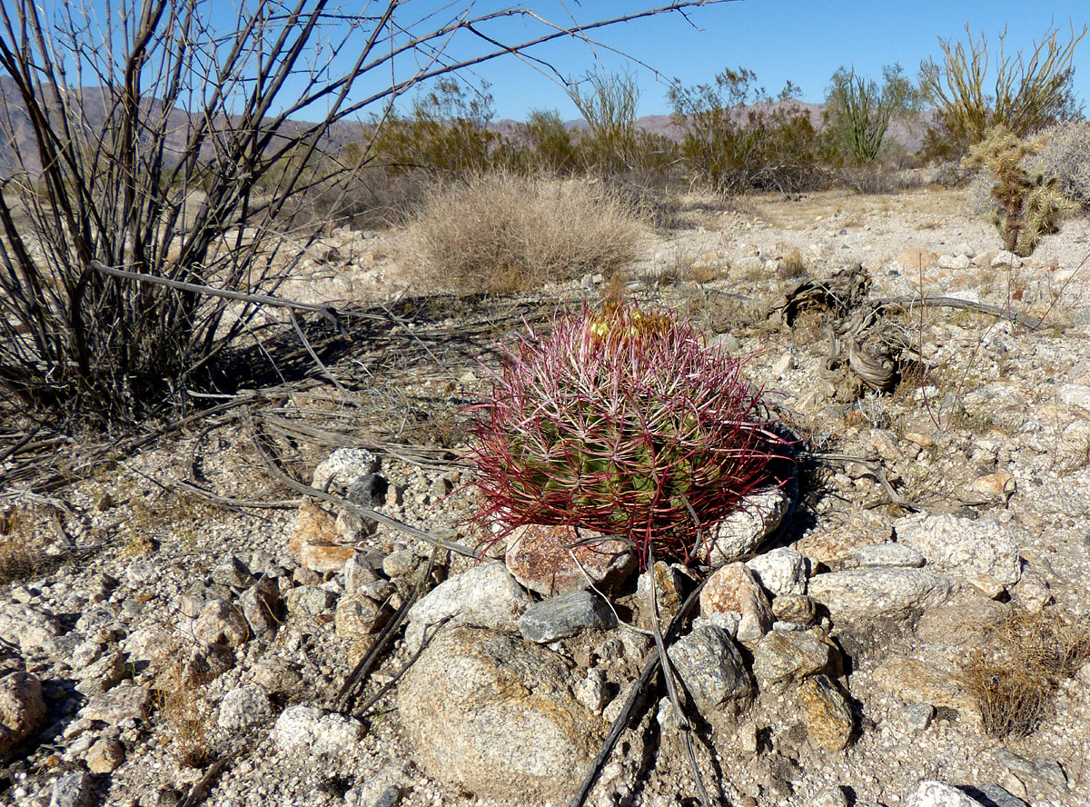 16ferocactus_cylindraceus08847w