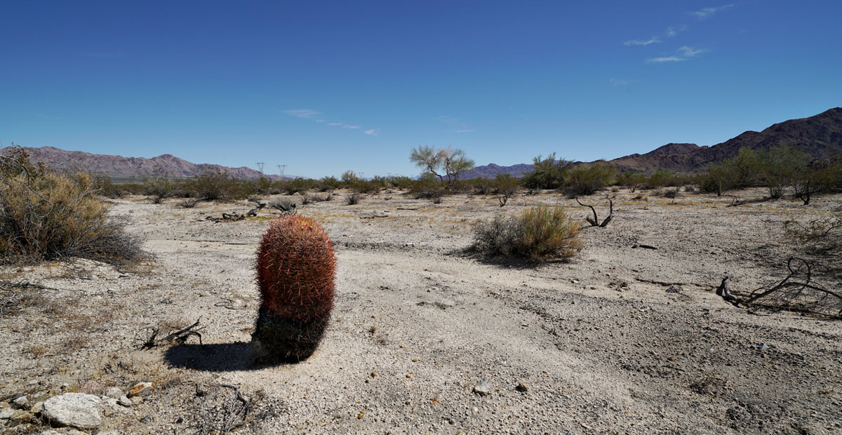 16ferocactus_cylindraceus08847w