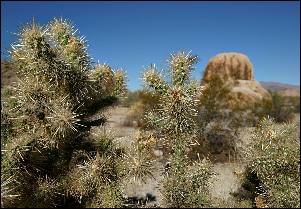 18opuntia_echinocarpa08926aw