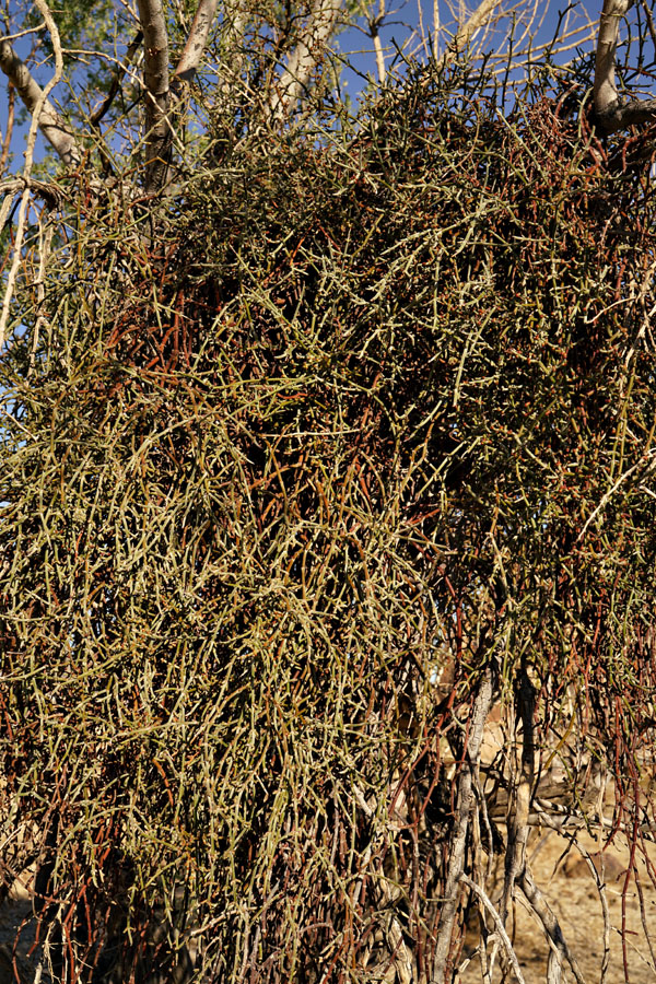 parkinsonia-phoradendron_californicum08462aw