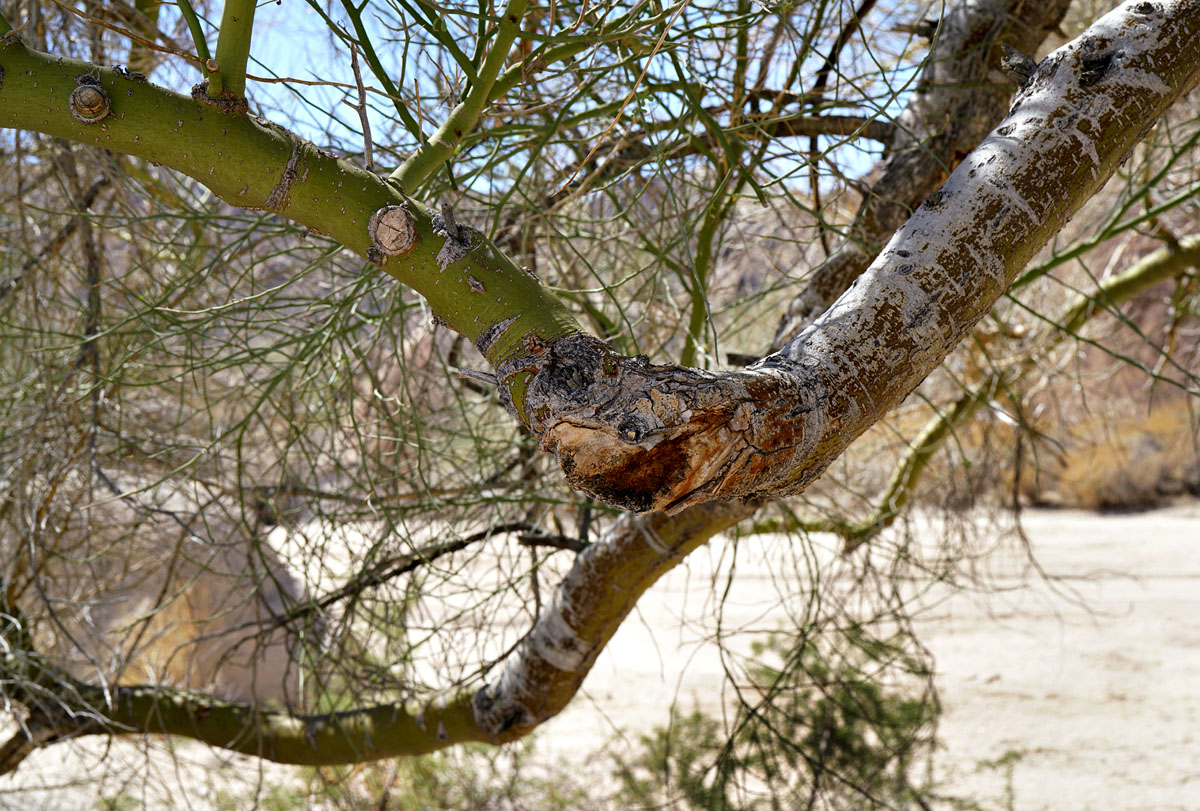 04parkinsonia_florida1090415w