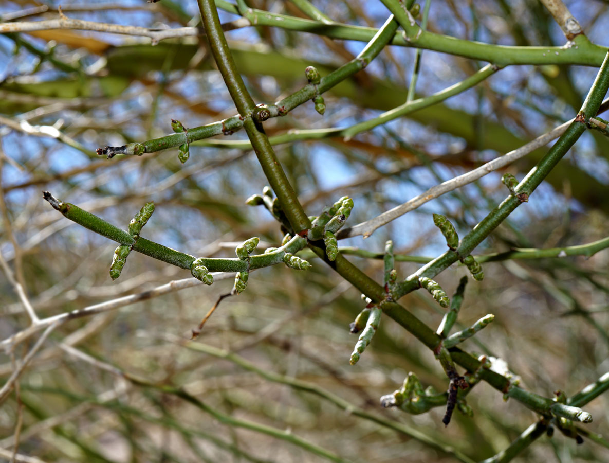 04parkinsonia_florida1090415w