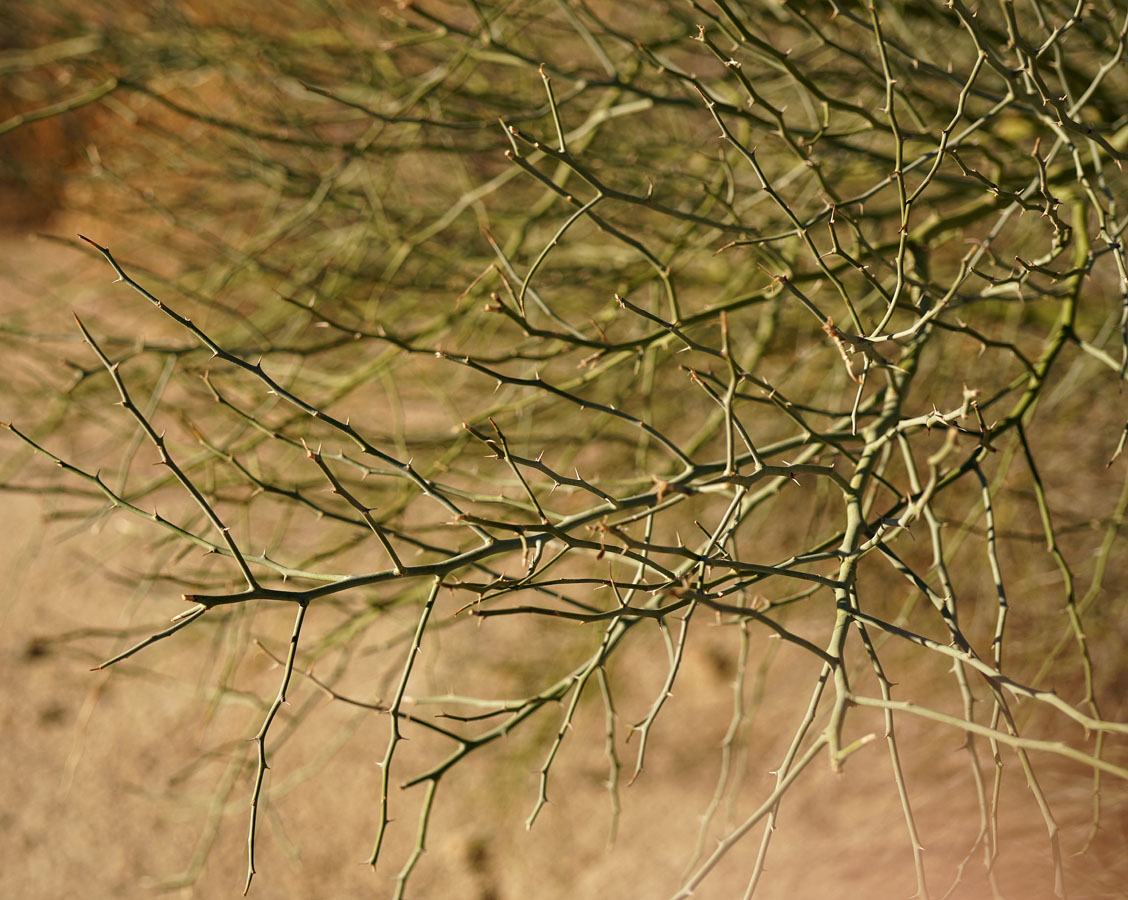 04parkinsonia_florida1090415w