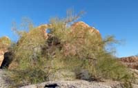 04parkinsonia_florida1090415w