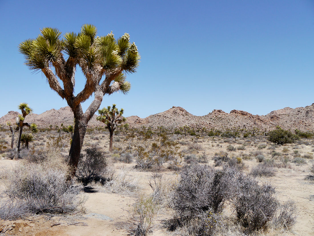 02joshuatree1380344w