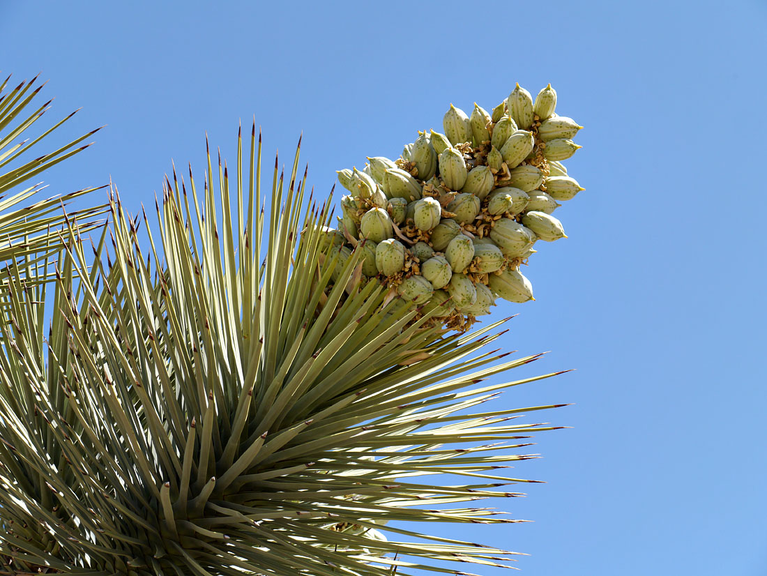 03joshuatree1380342w