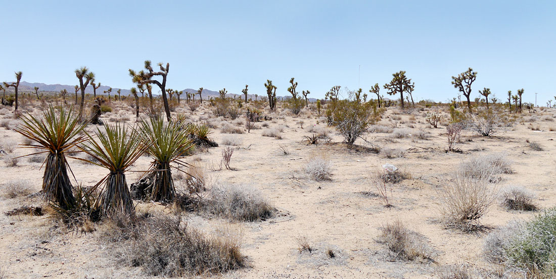 04joshuatree1380310w