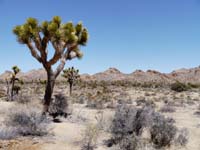 02joshuatree1380344w