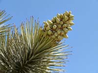 03joshuatree1380342w