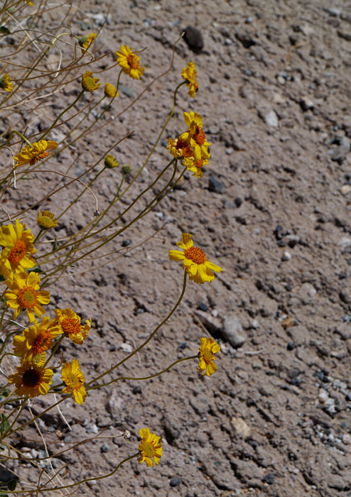 01encelia_actoni1380363w