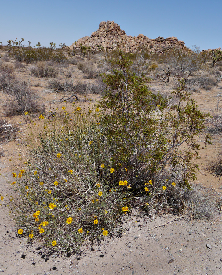 01encelia_actoni1380363w