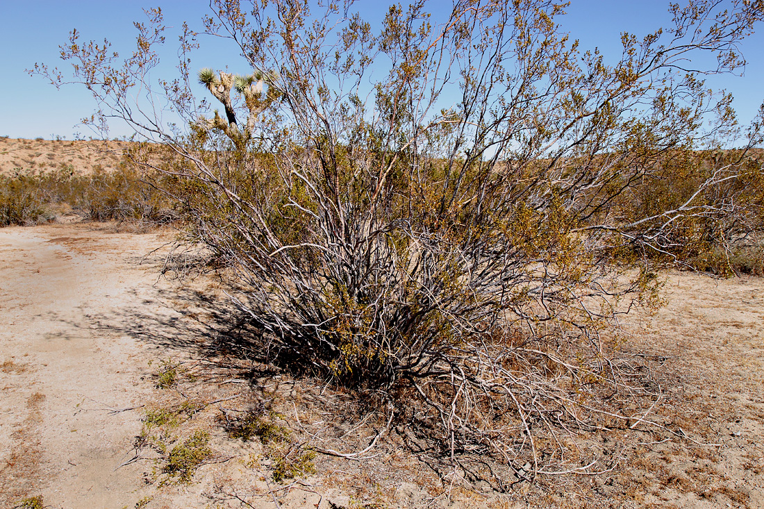 02larrea_tridentata8125w