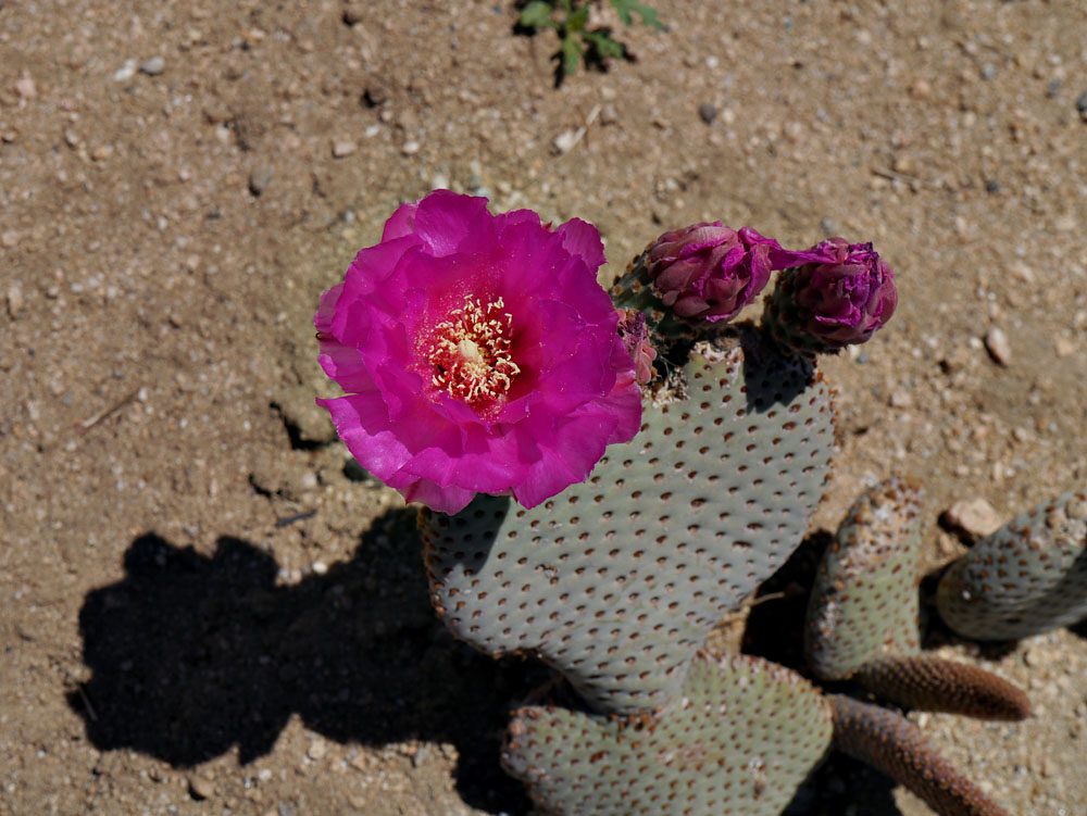 03opuntia_basilaris1380332w