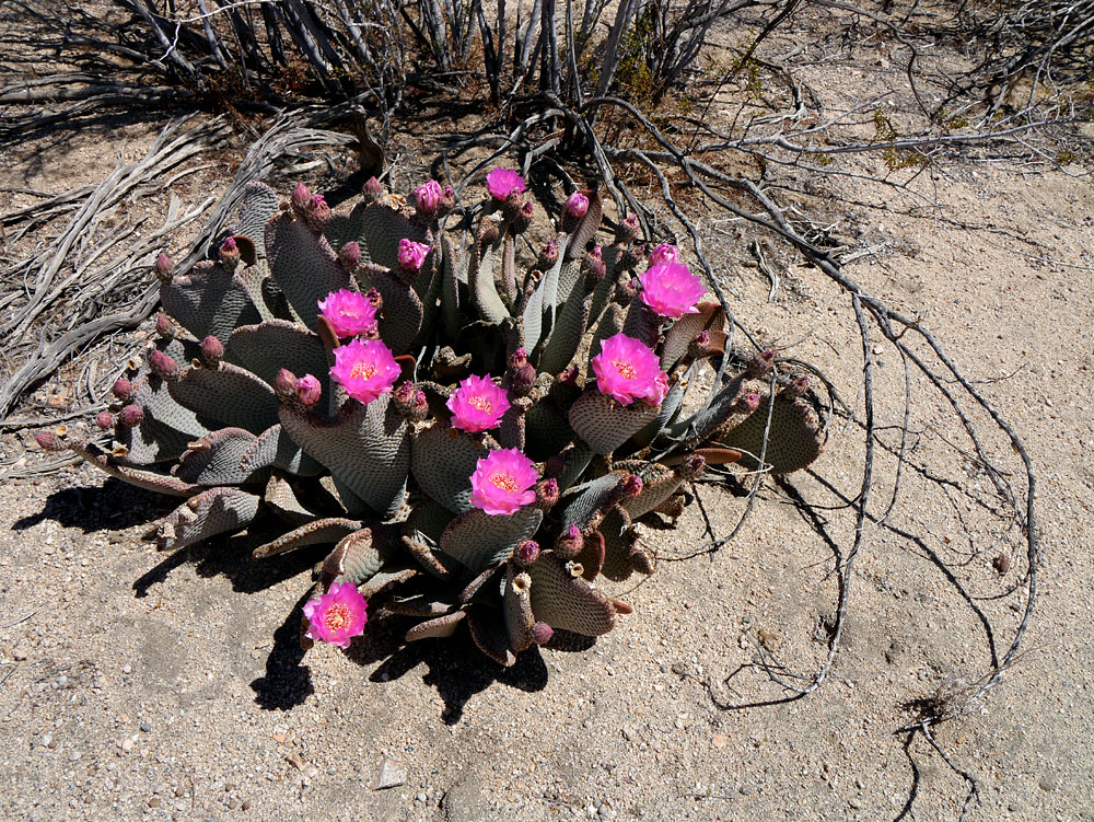 03opuntia_basilaris1380332w