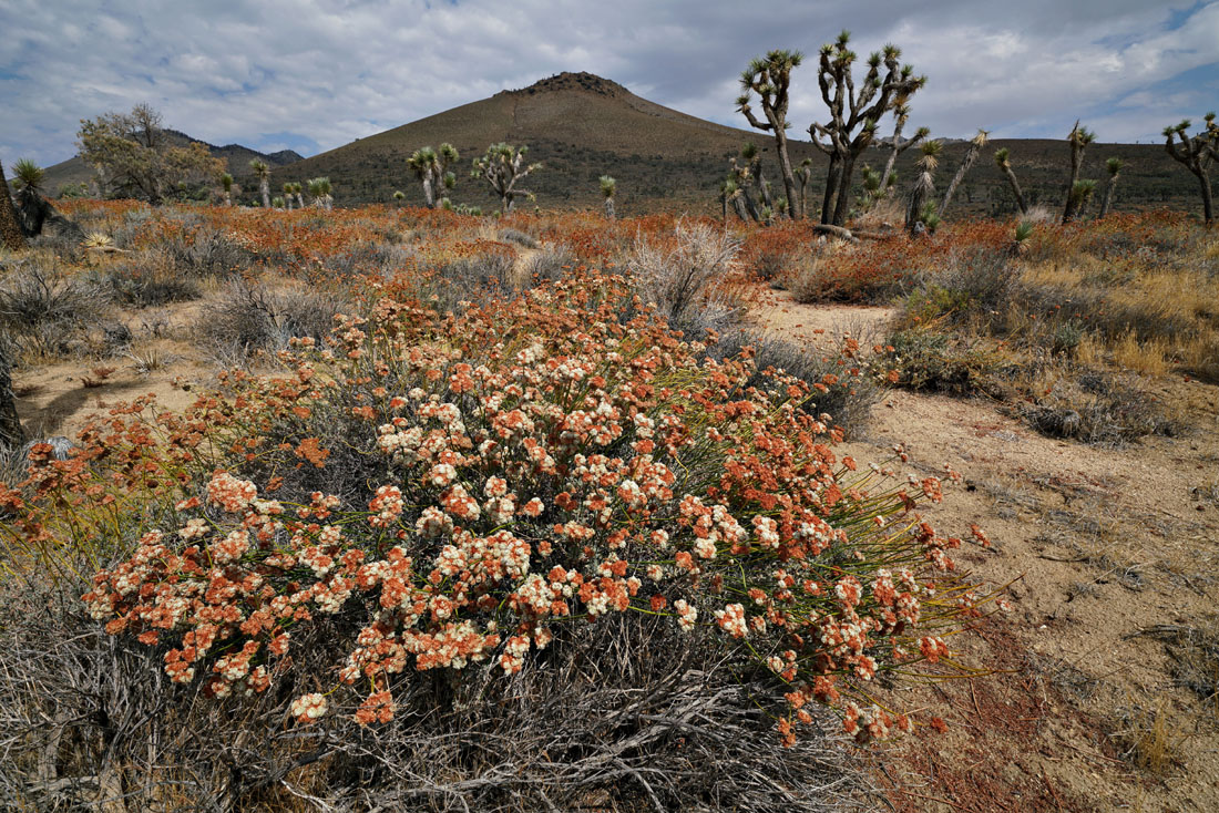 05eriogonum_fasciculatum08254w