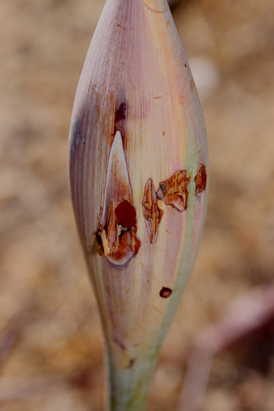 07eriogonum_inflatum8163w