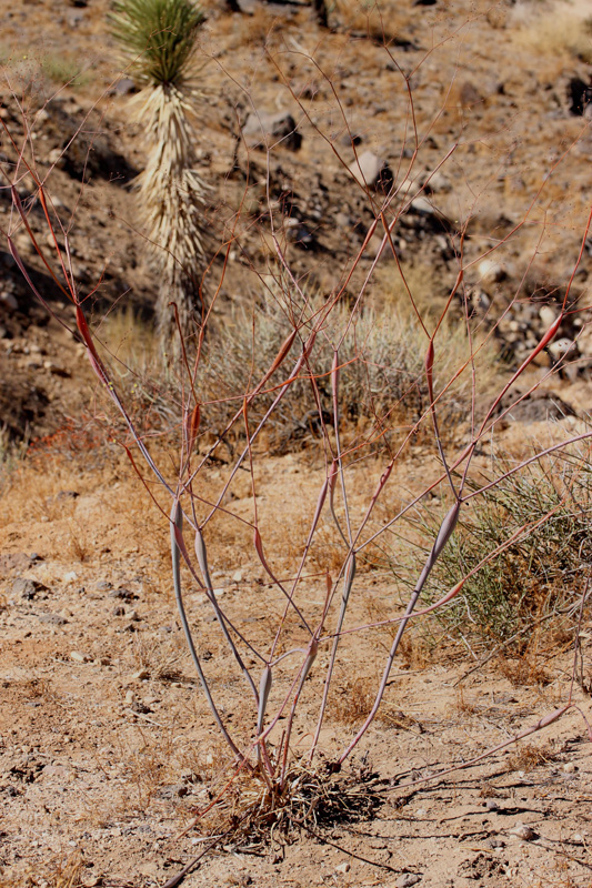 07eriogonum_inflatum8163w