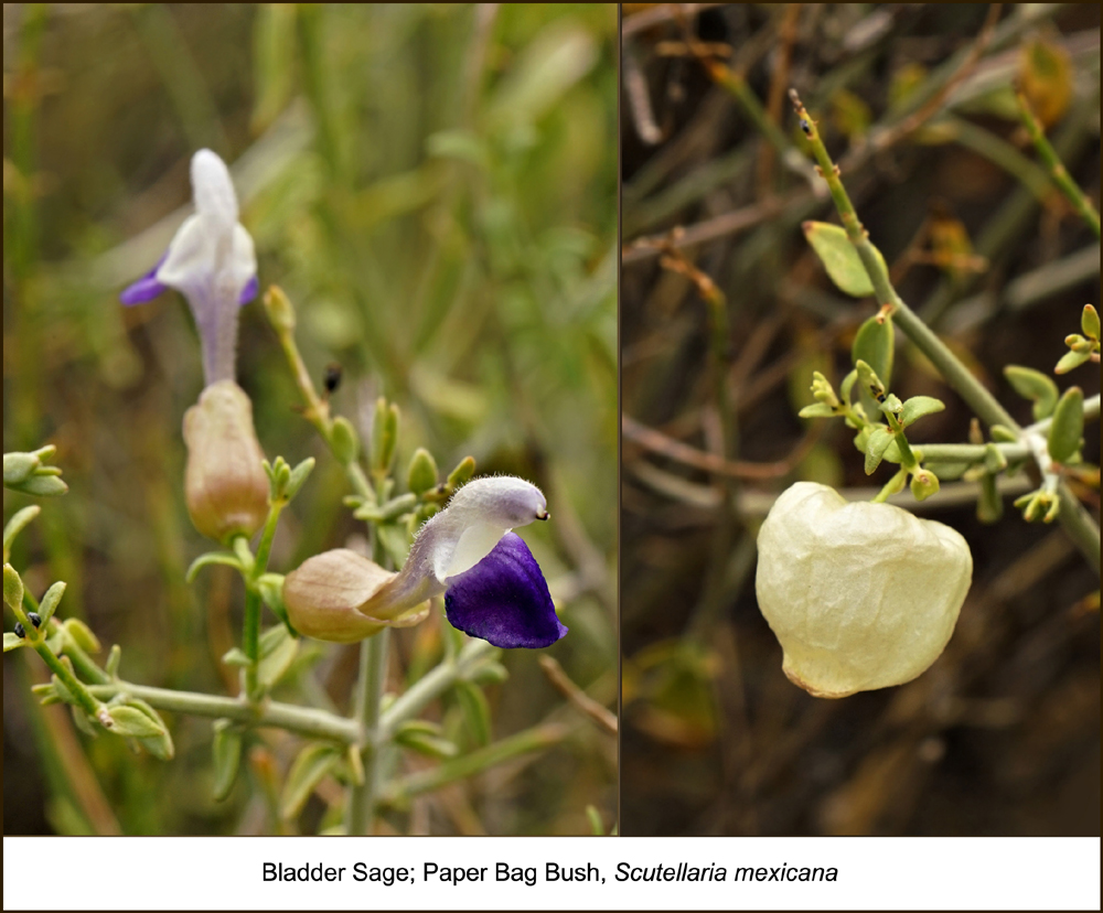 09scutellaria_mexicana-w