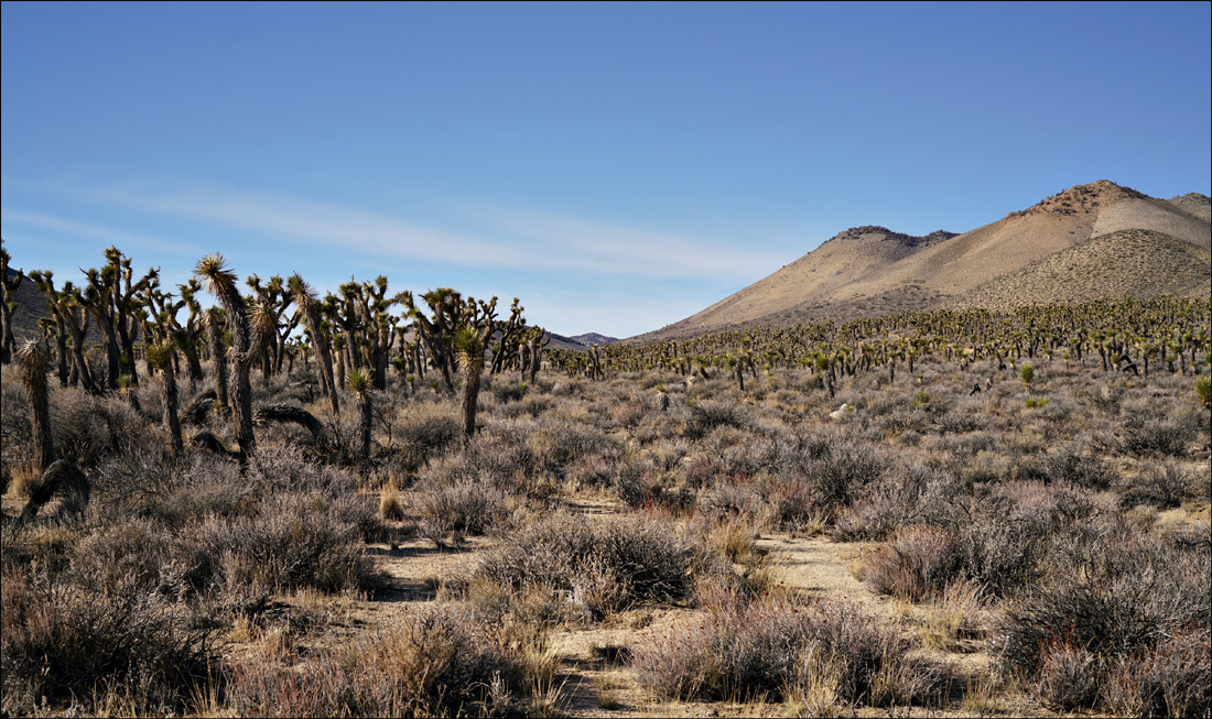 03yucca_brevifolia07132aw