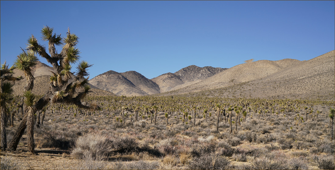 04yucca_brevifolia07129cw