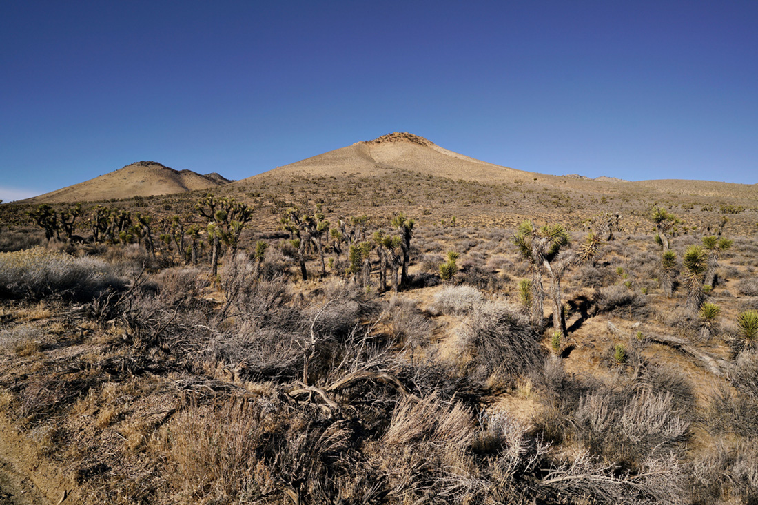 05yucca_brevifolia04920aw