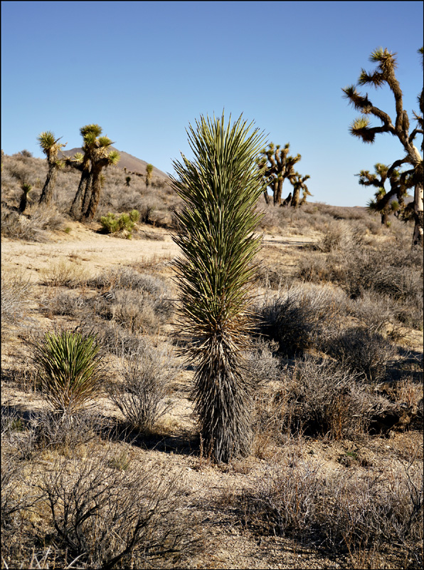 06yucca_brevifolia07116aw